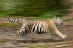 Amurtiger - Zum Vergroessern klicken!