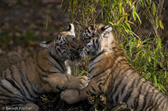 Amurtiger - Zum Vergroessern klicken!