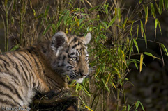 Amurtiger - Zum Vergroessern klicken!