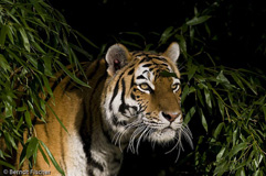 Amurtiger - Zum Vergroessern klicken!