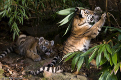 Amurtiger - Zum Vergroessern klicken!