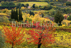Toskana Herbstfarben  - Zum Vergroessern klicken!