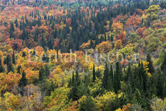 Toskana Laubwald Zypressen - Zum Vergroessern klicken!