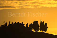 Toskana Bauernhof Zypressen - Zum Vergroessern klicken!