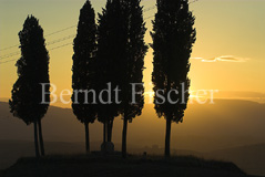 Toskana Zypressen - Zum Vergroessern klicken!