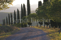 Toskana Weg Zypressen - Zum Vergroessern klicken!