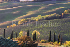 Toskana Felder Acker Zypressen - Zum Vergroessern klicken!