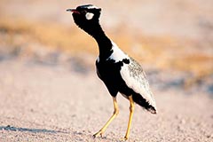 Gackeltrappe - Zum Vergroessern klicken!