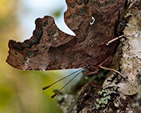 C-Falter  - Zum Vergroessern klicken!