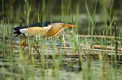 Zwergdommel mnnlich  - Zum Vergroessern klicken!