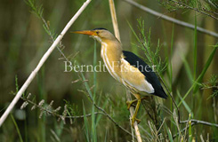 Zwergdommel mnnlich  - Zum Vergroessern klicken!