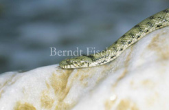 Wrfelnatter Schlange Bafa-See - Zum Vergroessern klicken!