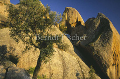 Latmos-Gebirge Felsen Stein lbaum Bafa-See - Zum Vergroessern klicken!