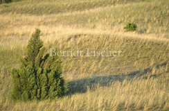 Flugsanddnen Flphaza Kiskunsag   - Zum Vergroessern klicken!