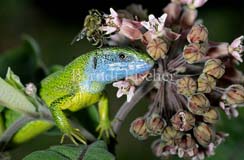 Smaragdeidechse Grn Blau kletternd Kiskunsag - Zum Vergroessern klicken!