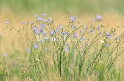 �sterreichischer Lein Himmelblau   - Zum Vergroessern klicken!