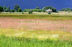 ungarische Puta - Zum Vergroessern klicken!