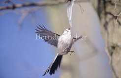 Schwanzmeise an Eiszapfen trinkend  - Zum Vergroessern klicken!