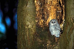 Waldkauz - Zum Vergroessern klicken!