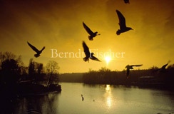 Fluss Moldau Sonnenuntergang Lachmwen - Zum Vergroessern klicken!