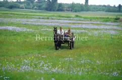 Pferdewagen Bauer Wiese Wege - Zum Vergroessern klicken!