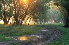 Allee Weiden Wiese Pf�tze Wege - Zum Vergroessern klicken!