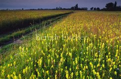 Feuchtwiese Blumenwiese Klappertopf Wege - Zum Vergroessern klicken!