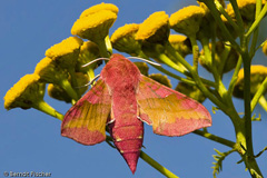 Kleiner Weinschwrmer Nachtschmetterling - Zum Vergroessern klicken!