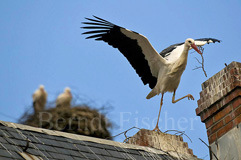 Weistorch - Zum Vergroessern klicken!