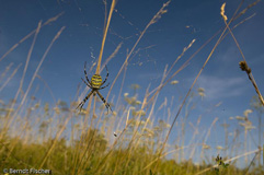 Wespenspinne - Zum Vergroessern klicken!