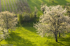 Westhalten  - Zum Vergroessern klicken!