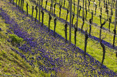 Traubenhyazinthen - Zum Vergroessern klicken!