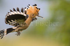 Wiedehopf - Zum Vergroessern klicken!