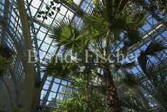 Palmenhaus Schnbrunn - Zum Vergroessern klicken!