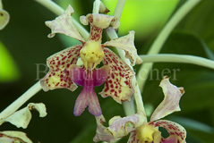 Orchidee - Zum Vergroessern klicken!