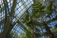 Palmenhaus Schnbrunn - Zum Vergroessern klicken!