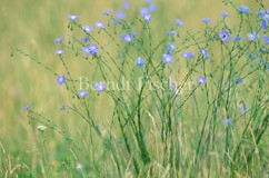 Wiese Grasland Steppe sterreichischer Lein - Zum Vergroessern klicken!