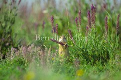 Ziesel Wiese Grasland Steppe  - Zum Vergroessern klicken!