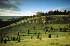 Wiese Grasland Trockenrasen Steppenheide - Zum Vergroessern klicken!