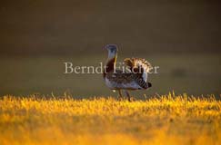 Wiese Grasland Steppe Grotrappe Hahn balzend  - Zum Vergroessern klicken!