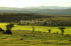 Wiese Grasland Steppe Feld Berge - Zum Vergroessern klicken!