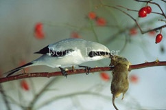 Wiese Grasland Hagebutte Raubwrger - Zum Vergroessern klicken!