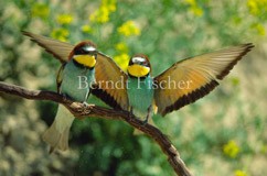 Wiese Grasland Erdwand Bienenfresser - Zum Vergroessern klicken!