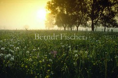 Wiese Feuchtwiese  - Zum Vergroessern klicken!