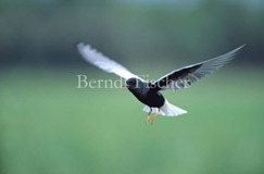 Wiese Feuchtwiese Sumpf Weiflgelseeschwalbe - Zum Vergroessern klicken!