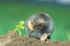 Wiese Grasland Maulwurf - Zum Vergroessern klicken!
