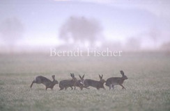 Feldhase Gruppe Paarung Wiese Grasland - Zum Vergroessern klicken!