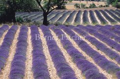 Wiese Feld Lavendelfeld Nussbaum  - Zum Vergroessern klicken!