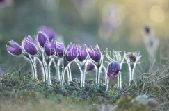 Wiese Trockenrasen  K�chenschelle Fr�hlingsboten  - Zum Vergroessern klicken!
