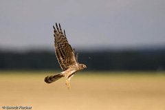 Wiesenweihe - Zum Vergroessern klicken!